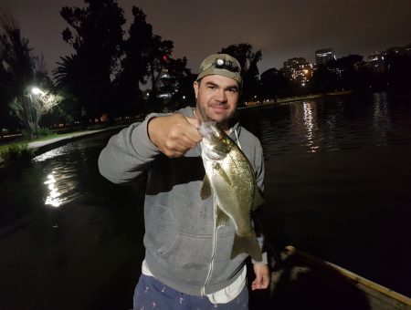 Stocking estuary perch Nong