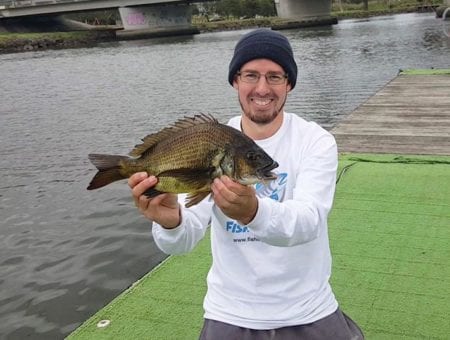 Large Bream Maribrynong River