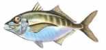 Trevally