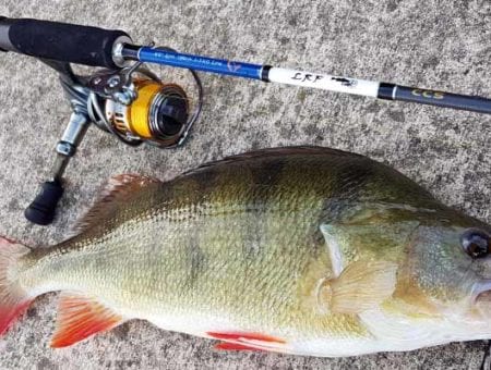 Savage LRF rods are great on redfin