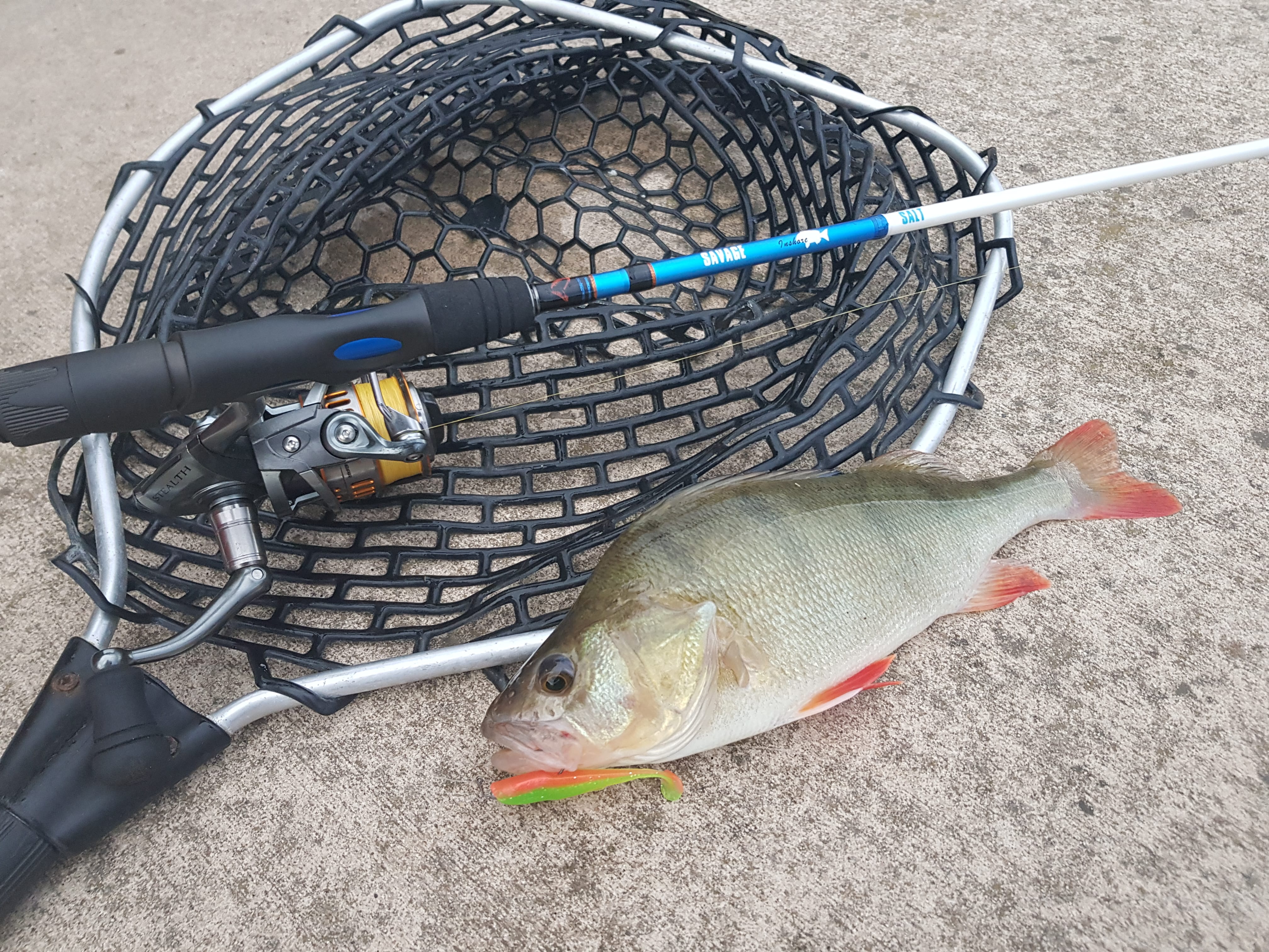 Slim minnows and 1DFR rods a great combo