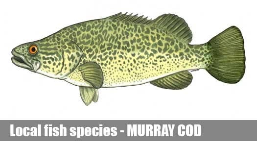 Murray Cod