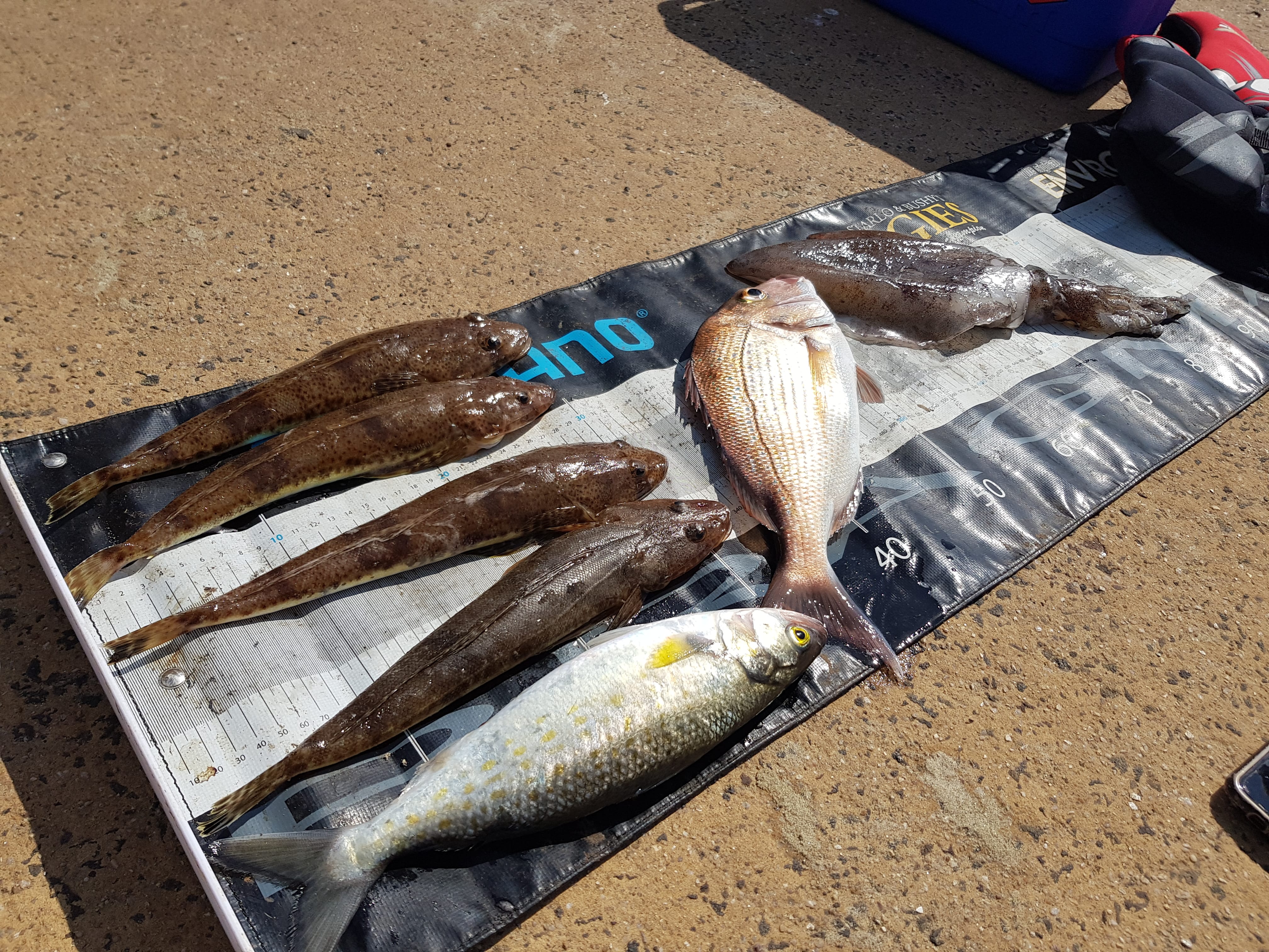 fish caught from Altona