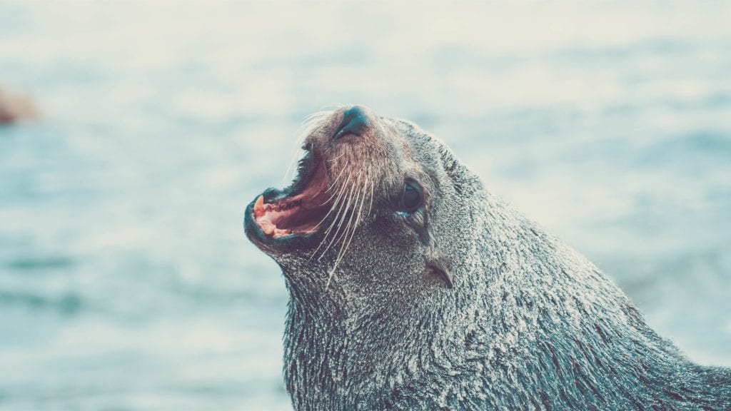 Seal attack Port Fairy