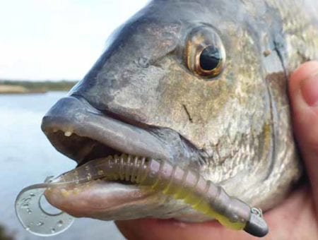 The best soft plastics for bream