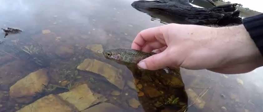 Bostock Reservoir trout fingerlings