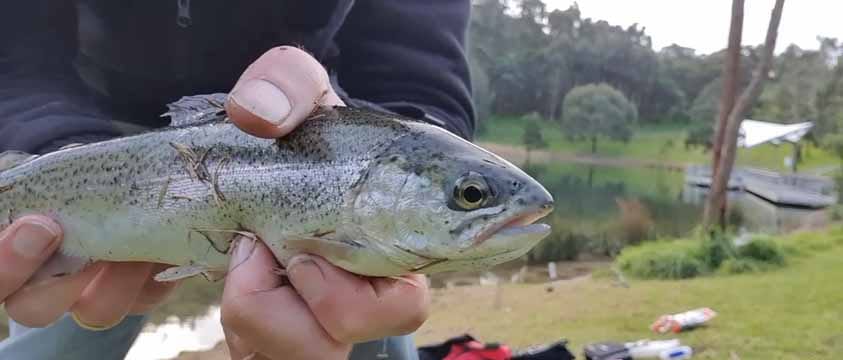 Ferntree Gully stocked trout