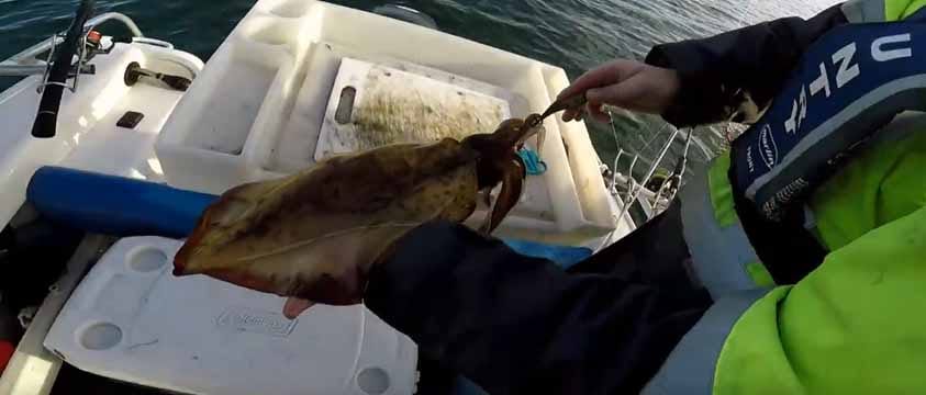 Wedge Spit Squid Fishing