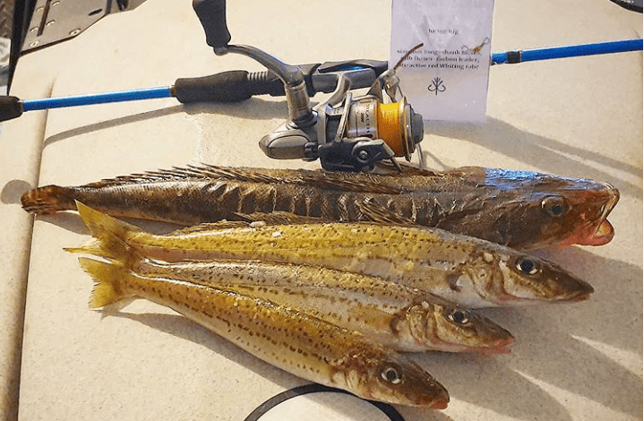 Trident Tackle Whiting Rig Review