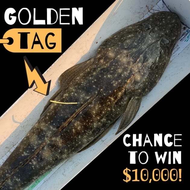 Golden Tag competition winner