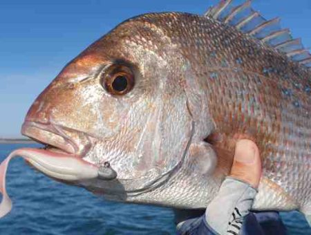 Best Snapper Soft Plastics 24