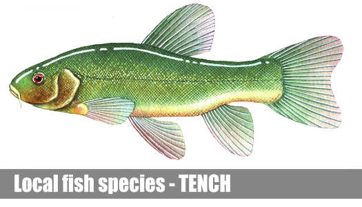 Tench