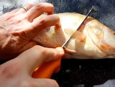 How to Fillet a Redfin