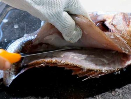 How to Fillet a Snapper Boneless