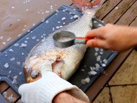 How to Fillet a Snapper Whole