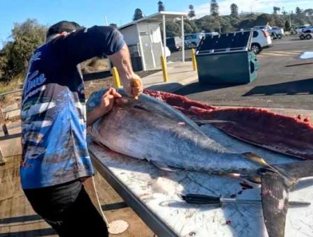 How to Fillet a Tuna