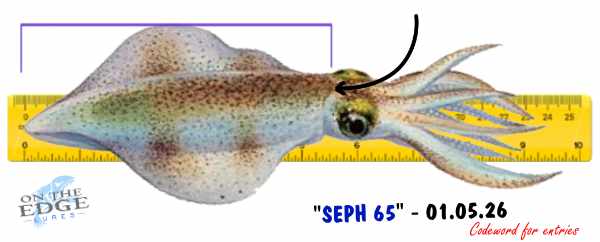 2605 Squid