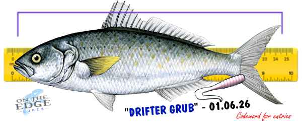 2606 Australian Salmon